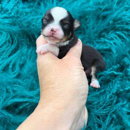 Checkers - Black and tan male Chihuahua puppy in Franklin, North Carolina from A&J Cutie Pawtooties