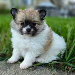 Girl 2 - Cream sable parti female Pomeranian puppy in Davenport, Washington from Lovely Ladies and Little Asses Miniature Equines (L3A Pomeranians & Papillons)