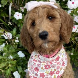 Dark Pink Girl - Red  Goldendoodle puppy in Los Alamitos, California from Given Doodles
