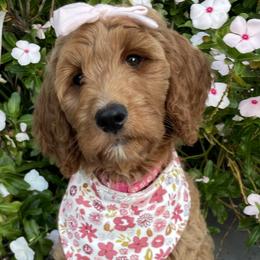 Dark Pink Girl - Red  Goldendoodle puppy in Los Alamitos, California from Given Doodles