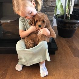 Cavalier King Charles Spaniel, Cavapoochon, and Goldendoodle Puppies from Timshell Farm: Specialty Crossbreed Puppies