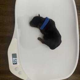 Thor - Black and tan male Yorkshire Terrier puppy in Booneville, Mississippi from Pinky's Puppies
