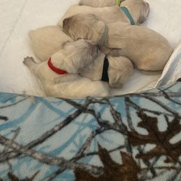 Aventurine - Golden male Golden Retriever puppy in Aliso Viejo, California from Golden Puppy Dog