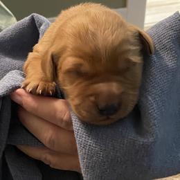 Girl 1 - female Golden Retriever puppy in Chico, California from Glenmac Goldens