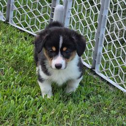 Bonsai - Black and tan female Pembroke Welsh Corgi puppy in Rensselaer, Indiana from Sharand MAS and Pembroke Welsh Corgis