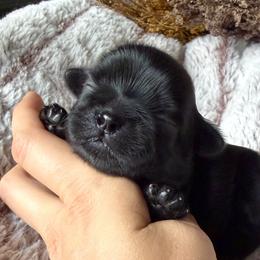 Scarecrow (Crow) - Black male Shih Tzu puppy in Erin, New York from HonorRae Shih Tzu