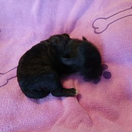 Baby Girl - Black female Poodle puppy in Templeton, Pennsylvania from Precious Poodle Babies