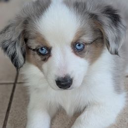 Toy Australian Shepherds from Alexandra Meadors