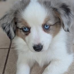 Toy Australian Shepherds from Alexandra Meadors