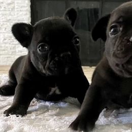 French Bulldogs from OVO Frenchies