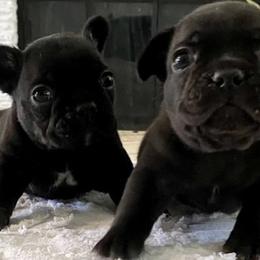 French Bulldogs from OVO Frenchies