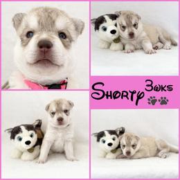 Shorty is her (nickname) - Red and white female Siberian Husky puppy in Fairborn, Ohio from Haven of Free Spirits