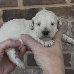 MMs - White female Sheepadoodle puppy in Cartersville, Georgia from Simply Blessed Doodles