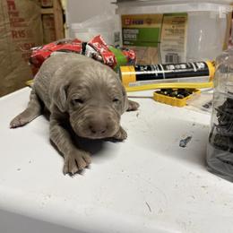Boy 1 - Silver gray male Weimaraner puppy in Granite Falls, North Carolina from Pups and Pastures- Weimaraners