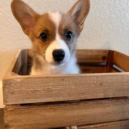 Hazel - Sable female Pembroke Welsh Corgi puppy in Arkansas from CanaanCorgis