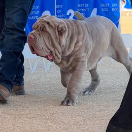 Neapolitan Mastiff Puppies from Red Rock Neapolitan Mastiffs