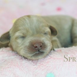 Spritz - Cream female Australian Labradoodle puppy in Manchaca, Texas from Heartrock Labradoodles