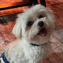 Maltipoos and Poodles from Wright Pups