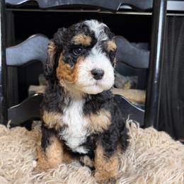 Dobby - Tri-color male Bernedoodle puppy in Tyner, Kentucky from Good Dog Doodles