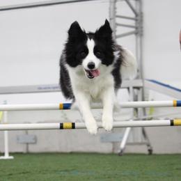 Border Collies from Tamara Cline