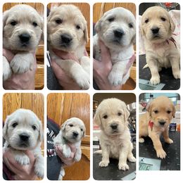 Golden Retriever Puppies from Family Loved Golden Retrievers
