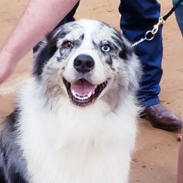 Gus - Australian Shepherd