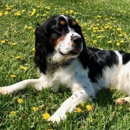 Dachshunds and English Springer Spaniels from McCollough's Pawsome Spaniels and Danny's Delightful Dachshunds