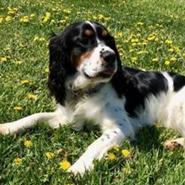 Dachshunds and English Springer Spaniels from McCollough's Pawsome Spaniels and Danny's Delightful Dachshunds