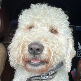 Poco - Labradoodle
