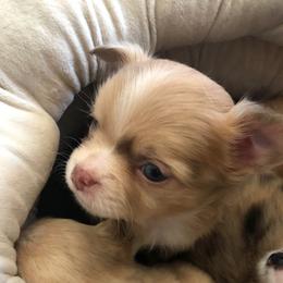 Sigourney Weaver-(now Rachel) - Merle female Chihuahua puppy in Amelia, Virginia from Pannell’s Precious Pups