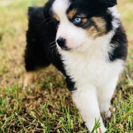 Miniature Australian Shepherd Puppies from Copper Line Aussies
