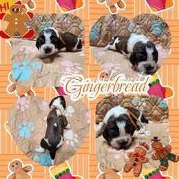 Gingerbread (now Arlo) - Liver white and roan male English Springer Spaniel puppy in Westover, Maryland from Sterling's springer Haven