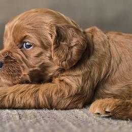 Pink Collar Girl - Apricot female Cavapoo puppy in Almira, Washington from Cavapoo Cuddles