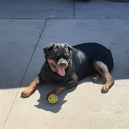 Gigi - Rottweiler