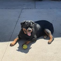Gigi - Rottweiler