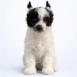 Mad Hatter - Black and white male Chinese Crested puppy in Destin, Florida from Fairy Tale Cresteds