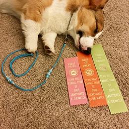 Pembroke Welsh Corgi Puppies from Annwyl McCorgis