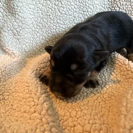 Rizzo - Black and silver female Miniature Schnauzer puppy in Crestview, Florida from 850Schnauzers