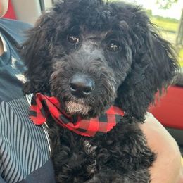 Aussiedoodle, Cavapoo, and Poodle All Grown Up from B&M Cottonwood Canines