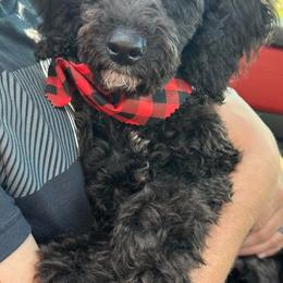 Aussiedoodle, Cavapoo, and Poodle All Grown Up from B&M Cottonwood Canines