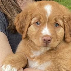 Nova Scotia Duck Tolling Retrievers from Heaven Scent Tollers - Nova Scotia Duck Tolling Retrievers
