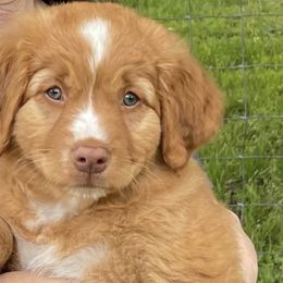 Nova Scotia Duck Tolling Retrievers from Heaven Scent Tollers - Nova Scotia Duck Tolling Retrievers