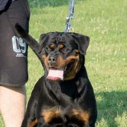 Ivette - Rottweiler
