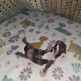 Shihpoo and Shih Tzu Puppies from Gemstone Puppies