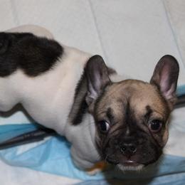 French Bulldog Puppies from Who's Your Bulldog? Kennel