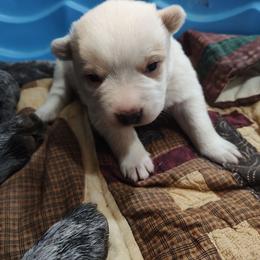 Left Eye - Red mottled male Australian Cattle Dog puppy in Morganton, North Carolina from Trinity C Acres