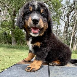 Shadow - Tri-color male Bernedoodle puppy in Sioux Falls, South Dakota from WhiskeyCreek Doodles