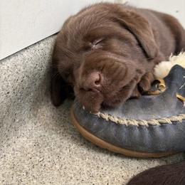 Godiva - Chocolate female Labrador Retriever puppy in Turner, Maine from Bear Pond Retrievers