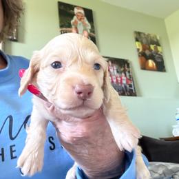 Clear Cream ee Male - Cream male Dachshund puppy in Swanton, Ohio from Mighty But Mini Dachshunds