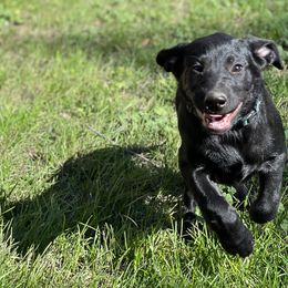 Labrador Retriever Puppies from Wings of Freedom Retrievers